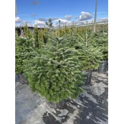 Ялиця Нордмана / кавказька 120-140 см